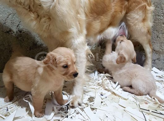 Akkuş Üreti̇m Çi̇ftli̇ği̇nden Golden Yavrulari görsel