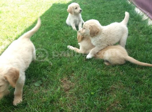 Akkuş Üreti̇m Çi̇ftli̇ği̇nden Golden Yavrulari görsel
