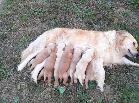 Akkuş Üreti̇m Çi̇ftli̇ği̇nden Golden Yavrulari görsel