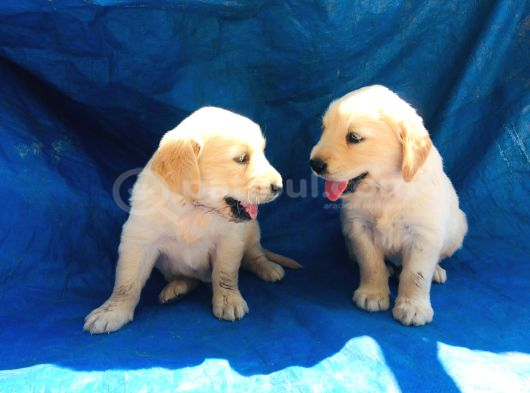 Akkuş Üreti̇m Çi̇ftli̇ği̇nden Golden Yavrulari görsel