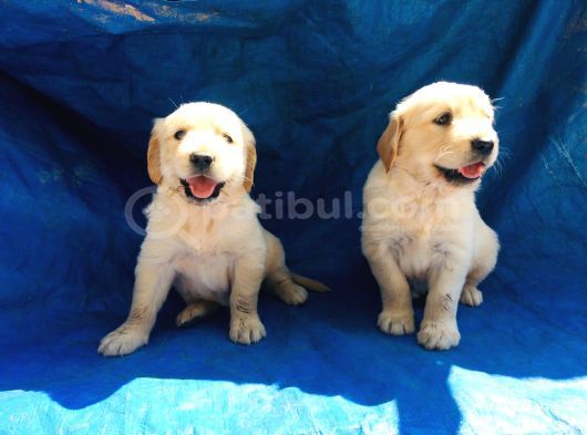 Akkuş Üreti̇m Çi̇ftli̇ği̇nden Golden Yavrulari görsel