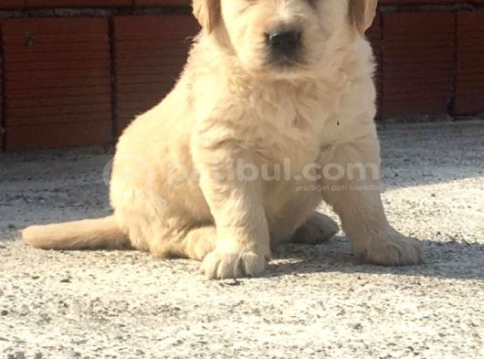 Akkuş Üreti̇m Çi̇ftli̇ği̇nden Golden Yavrulari görsel
