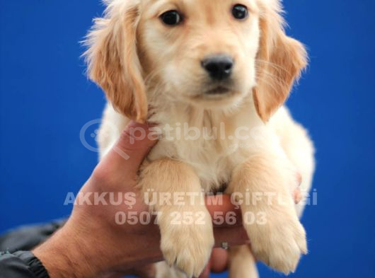 Akkuş Üreti̇m Çi̇ftli̇ği̇nden Golden Yavrulari görsel