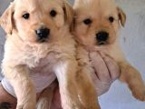 AKKUŞ ÜRETİM ÇİFTLİĞİNDEN GOLDEN YAVRULARI