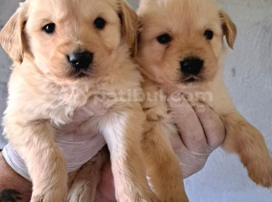 AKKUŞ ÜRETİM ÇİFTLİĞİNDEN GOLDEN YAVRULARI
