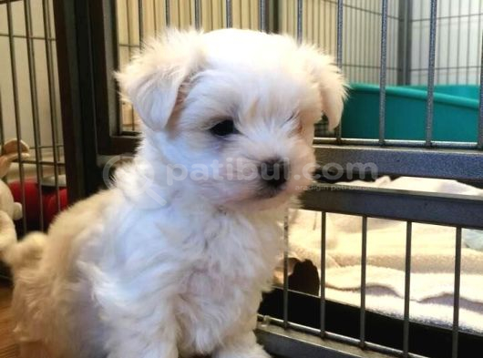 Maltese Terier Yavrularımız görsel