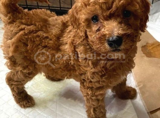 Irk boy kilo garantili toy poodle yavrular