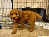 Irk Boy Kilo Garantili Toy Poodle Yavrular