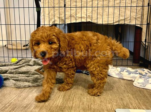 Irk Boy Kilo Garantili Toy Poodle Yavrular görsel