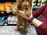 Irk Boy Kilo Garantili Toy Poodle Yavrular