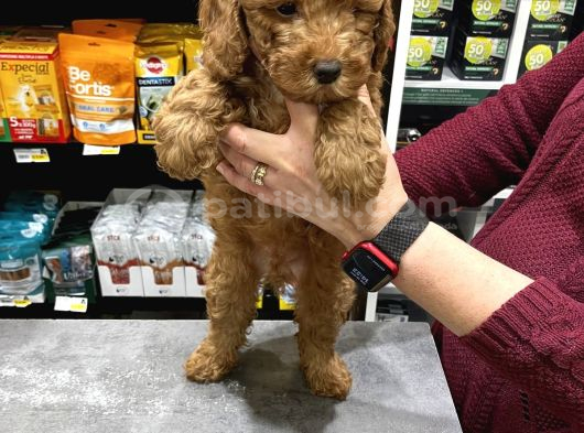 Irk Boy Kilo Garantili Toy Poodle Yavrular görsel