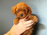 Irk Boy Kilo Garantili Toy Poodle Yavrular