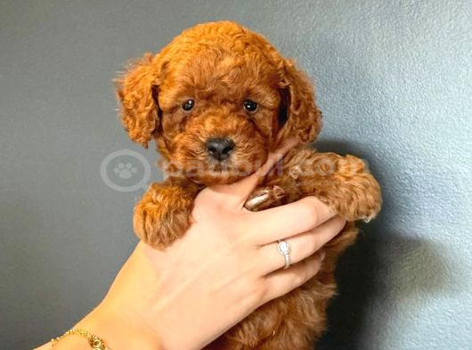 Irk Boy Kilo Garantili Toy Poodle Yavrular görsel