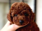 POODLE EN KÜÇÜK BOY-TEACUP RED
