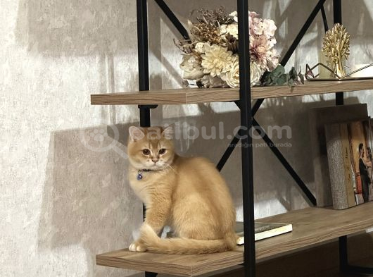 British Shorthair Golden Kedimiz 1 yaşında Erkek İstanbul