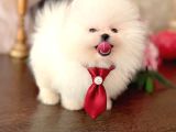Beyaz Ayicik Pomerani̇an Boo