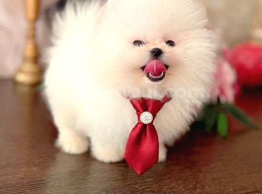 Beyaz Ayicik Pomerani̇an Boo görsel