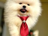 Beyaz Ayicik Pomerani̇an Boo