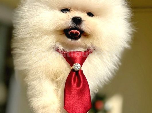 Beyaz Ayicik Pomerani̇an Boo görsel