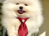 Beyaz Ayicik Pomerani̇an Boo