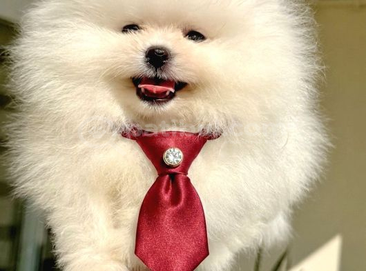 Beyaz Ayicik Pomerani̇an Boo görsel
