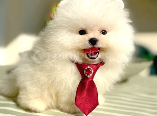 Beyaz Ayicik Pomerani̇an Boo