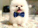 Beyaz Ayicik Pomerani̇an Boo