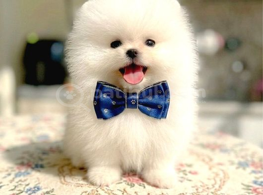 Beyaz Ayicik Pomerani̇an Boo görsel