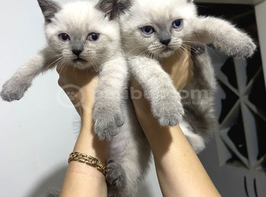 British bluepoint 2 adet yavrum 1 adet te british shorthair