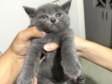 British Bluepoint 2 Adet Yavrum 1 Adet Te British Shorthair