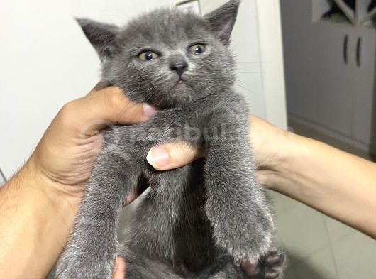 British Bluepoint 2 Adet Yavrum 1 Adet Te British Shorthair görsel
