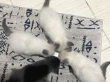 British Bluepoint 2 Adet Yavrum 1 Adet Te British Shorthair