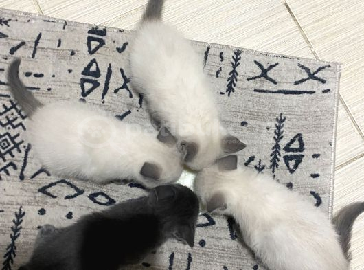 British Bluepoint 2 Adet Yavrum 1 Adet Te British Shorthair görsel