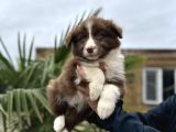 Border Collie Yavruları