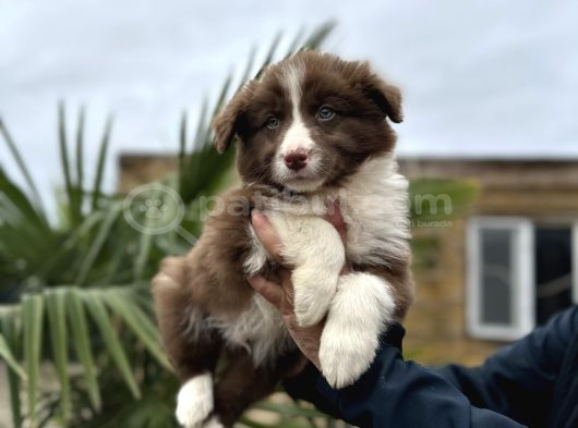 Border Collie Yavruları görsel