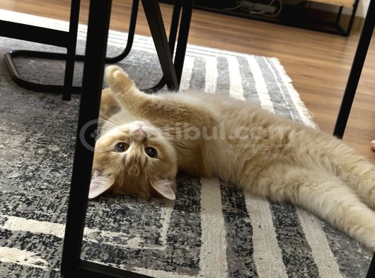 British Shorthair Golden Kedimiz 1 Yaşında Erkek İstanbul görsel