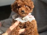 Fransız Toy Poodle Yavruları