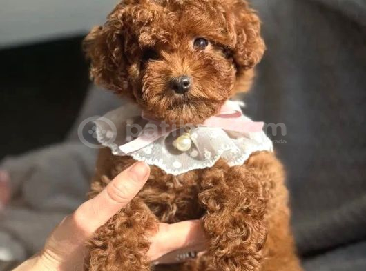 Fransız Toy Poodle Yavruları görsel
