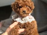 Fransız Toy Poodle Yavruları