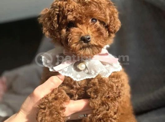 Fransız Toy Poodle Yavruları görsel