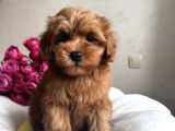 2 Aylık Maltipoo Güzellik