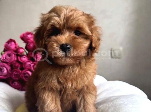 2 Aylık Maltipoo Güzellik görsel