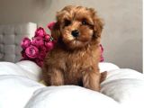 2 Aylık Maltipoo Güzellik