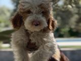 Villa Yaşamına Yakışan Özel Bir Dost Labradoodle