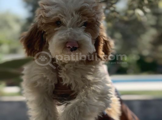 Villa Yaşamına Yakışan Özel Bir Dost Labradoodle
