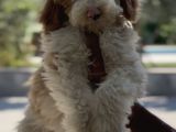 Villa Yaşamına Yakışan Özel Bir Dost Labradoodle