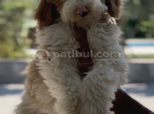 Villa Yaşamına Yakışan Özel Bir Dost Labradoodle görsel