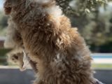 Villa Yaşamına Yakışan Özel Bir Dost Labradoodle