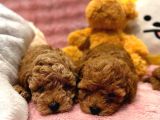 Fransız Toy Poodle Yavruları