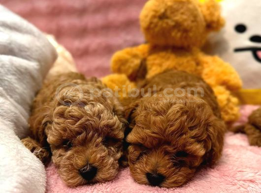 Fransız Toy Poodle Yavruları görsel